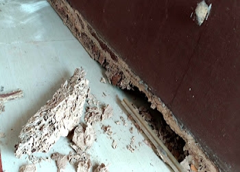 Abode-care-pest-solutions-Pest-control-services-Lucknow-Uttar-pradesh-2