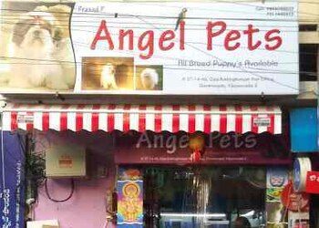 Angel-pets-Pet-stores-Vijayawada-Andhra-pradesh-1