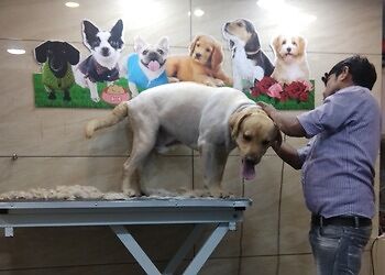 Anils-22-the-pet-shop-Pet-stores-Panchkula-Haryana-2