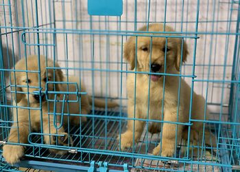 Anurag-kennel-pet-shop-Pet-stores-Patna-Bihar-3