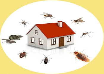 Arise-pest-control-services-Pest-control-services-Nampally-hyderabad-Telangana-2