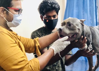 B2vet-pet-clinic-Veterinary-hospitals-Madhurawada-vizag-Andhra-pradesh-2