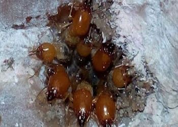 Care-pest-control-Pest-control-services-Trichy-junction-tiruchirappalli-Tamil-nadu-2