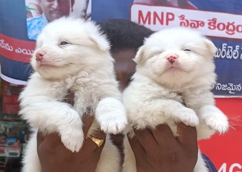 Chinni-pet-store-Pet-stores-Nellore-Andhra-pradesh-3