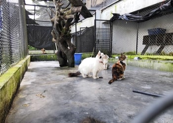 Darjeeling-goodwill-animal-shelter-Veterinary-hospitals-Darjeeling-West-bengal-3