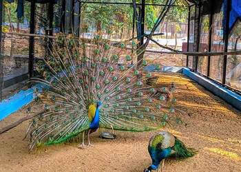 Deer-park-Public-parks-Sambalpur-Odisha-2