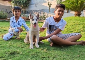 Dog-kingdom-Pet-stores-Bhilai-Chhattisgarh-2