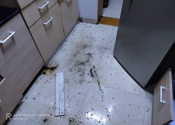 Eco-friendly-pest-control-Pest-control-services-Pashan-pune-Maharashtra-3