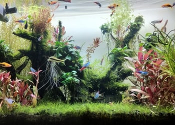 Fish-world-Pet-stores-Tinsukia-Assam-2