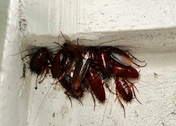 Golden-pest-solutions-Pest-control-services-Uluberia-West-bengal-2