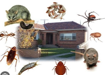 Green-pest-control-Pest-control-services-Kankurgachi-kolkata-West-bengal-2