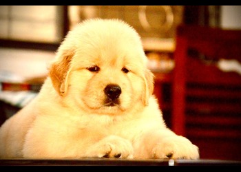 Harish-pathak-pet-shop-Pet-stores-Pune-Maharashtra-1