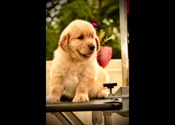 Harish-pathak-pet-shop-Pet-stores-Pune-Maharashtra-3