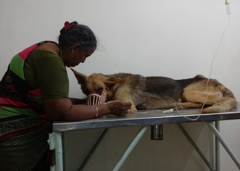 Jp-pet-speciality-hospital-Veterinary-hospitals-Royapettah-chennai-Tamil-nadu-3