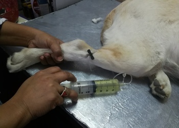 Mansis-pet-care-clinic-Veterinary-hospitals-Naigaon-vasai-virar-Maharashtra-2