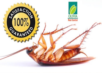 Olivia-pest-control-services-Pest-control-services-Dhanori-pune-Maharashtra-1