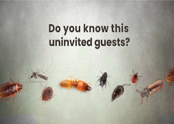 Om-pest-control-services-llp-Pest-control-services-Powai-mumbai-Maharashtra-2