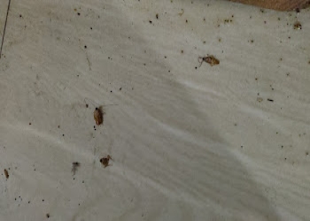 Omkar-pest-control-Pest-control-services-Pimpri-chinchwad-Maharashtra-1