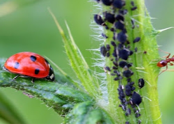 Oriental-pest-control-waterproofing-solutions-Pest-control-services-Civil-lines-moradabad-Uttar-pradesh-1