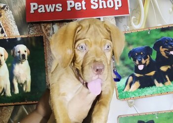 Paws-pet-shop-Pet-stores-Amritsar-Punjab-3