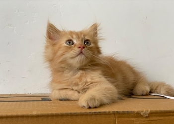 Persian-kitten-Pet-stores-Aligarh-Uttar-pradesh-2