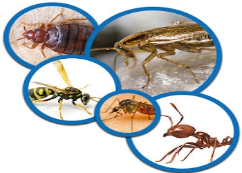 Pest-control-solutions-Pest-control-services-Indore-Madhya-pradesh-1