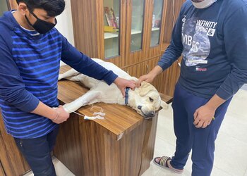 Pet-care-and-cure-Veterinary-hospitals-Civil-lines-ludhiana-Punjab-2