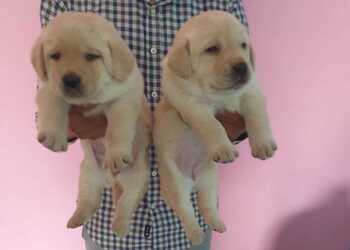 Pet-hub-Pet-stores-Kota-Rajasthan-3