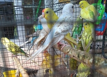 Pet-world-Pet-stores-Telipara-bilaspur-Chhattisgarh-3