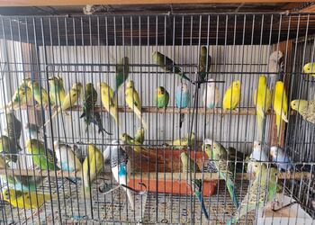 Pets-hive-Pet-stores-Kochi-Kerala-3