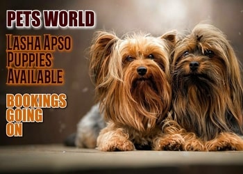 Pets-world-Pet-stores-Tinsukia-Assam-2