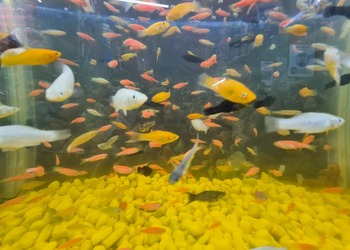 Rajasthan-fish-plaza-Pet-stores-Warangal-Telangana-2