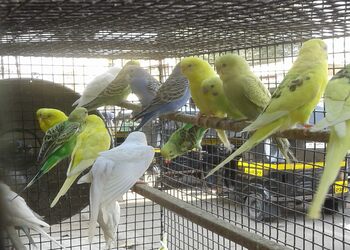 Rohit-pets-shop-Pet-stores-Pimpri-chinchwad-Maharashtra-3