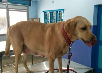 Sri-hanuman-pet-speciality-hospital-Veterinary-hospitals-Vijayawada-Andhra-pradesh-2