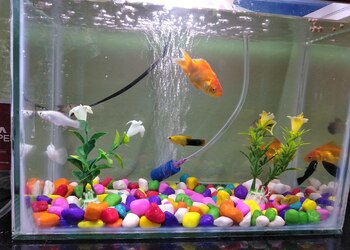 Srinidhi-aquatic-pet-world-Pet-stores-Ongole-Andhra-pradesh-3