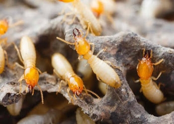 Termite-control-services-hyderabad-Pest-control-services-Habsiguda-hyderabad-Telangana-1