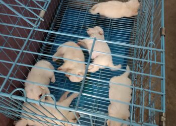 The-cunning-tails-Pet-stores-Patna-Bihar-3