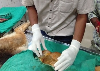 Tiger-memorial-pet-clinic-Veterinary-hospitals-Ghaziabad-Uttar-pradesh-3