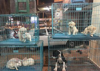 Tony-pet-shop-Pet-stores-Salem-junction-salem-Tamil-nadu-3