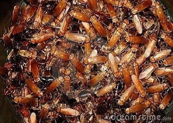 U-chauhan-pestcontrol-Pest-control-services-Rohini-delhi-Delhi-1