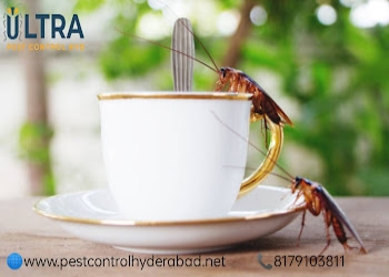 Ultra-pest-control-services-hyderabad-Pest-control-services-Hyderabad-Telangana-2